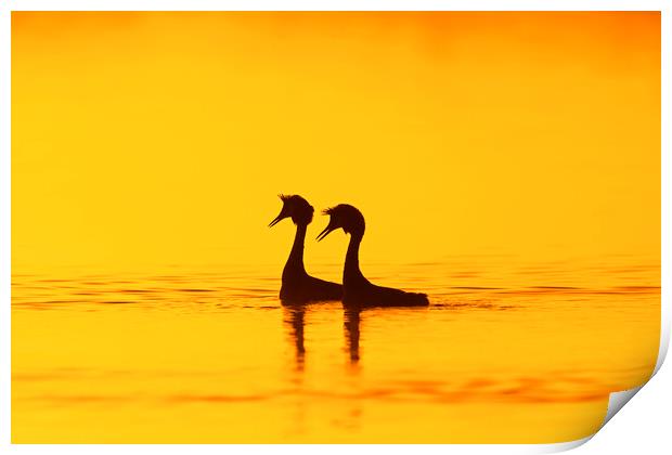 Great Crested Grebes at Sunrise Print by Arterra 