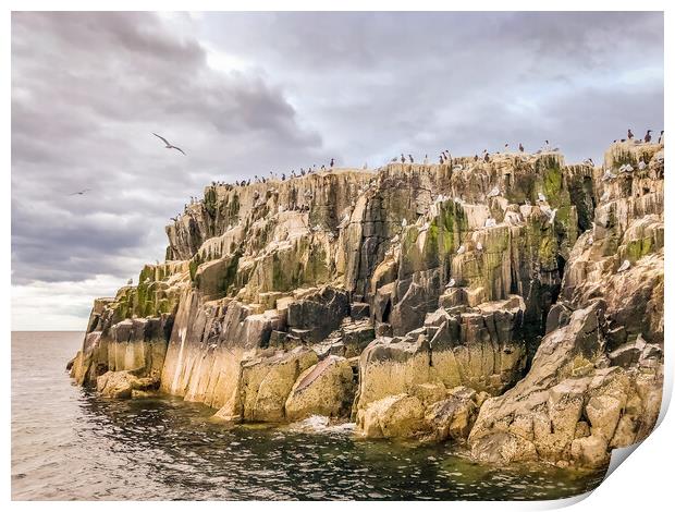 The birds of the Farnes Print by Naylor's Photography