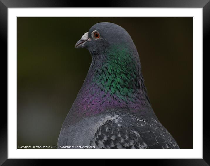 A Pigeon Up Close Framed Mounted Print by Mark Ward