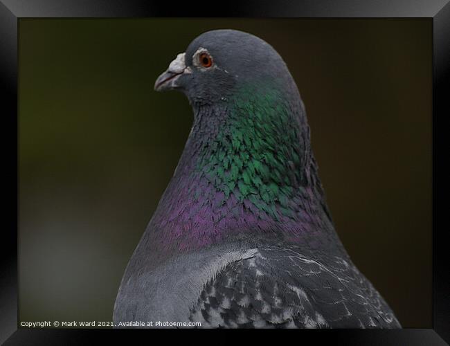 A Pigeon Up Close Framed Print by Mark Ward