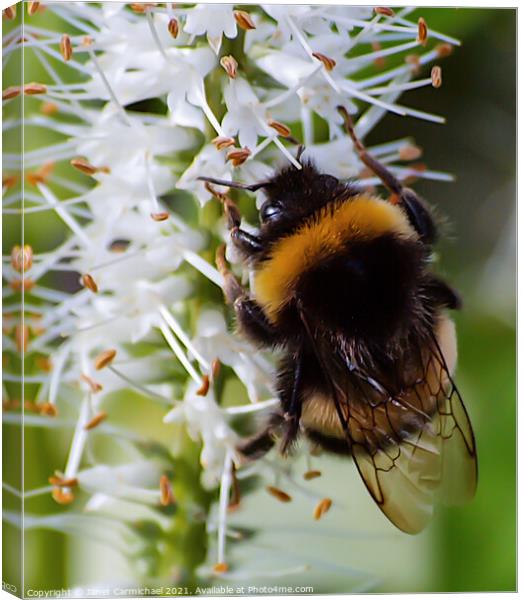 Bee Bumble Canvas Print by Janet Carmichael