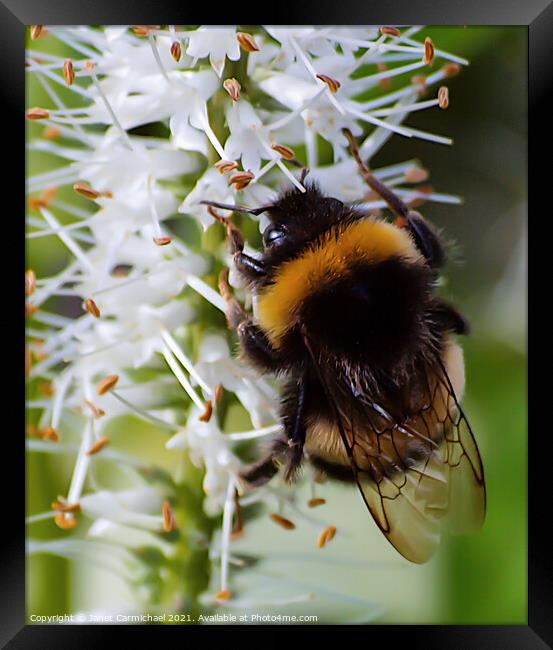 Bee Bumble Framed Print by Janet Carmichael