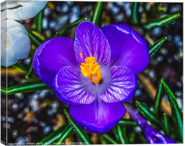 Blue Purple White Crocus Blossom Blooming Macro Washington Canvas Print by William Perry