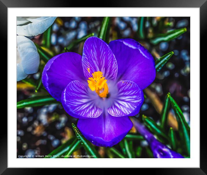 Blue Purple White Crocus Blossom Blooming Macro Washington Framed Mounted Print by William Perry
