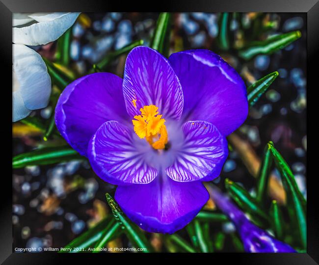 Blue Purple White Crocus Blossom Blooming Macro Washington Framed Print by William Perry