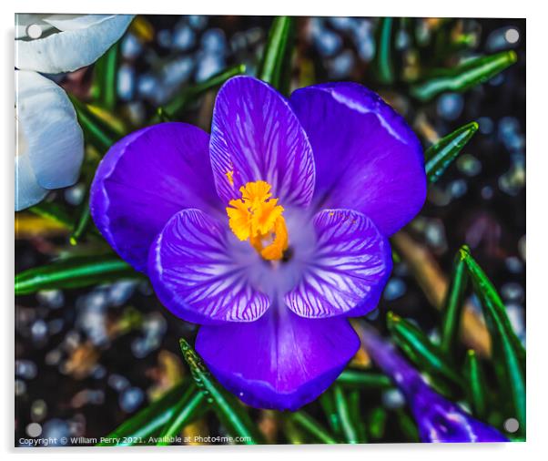 Blue Purple White Crocus Blossom Blooming Macro Washington Acrylic by William Perry