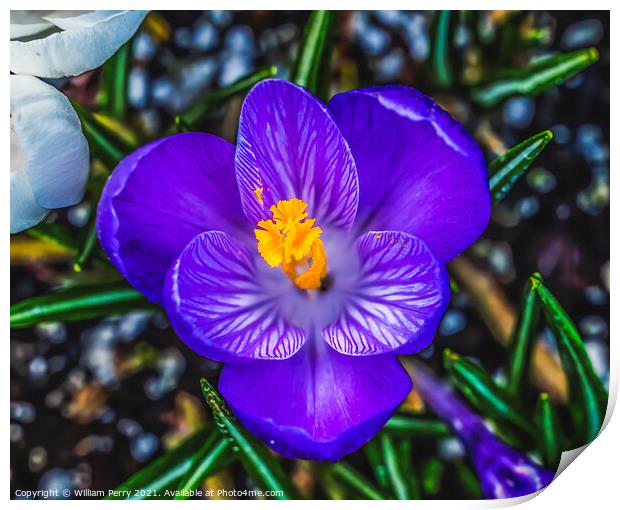 Blue Purple White Crocus Blossom Blooming Macro Washington Print by William Perry