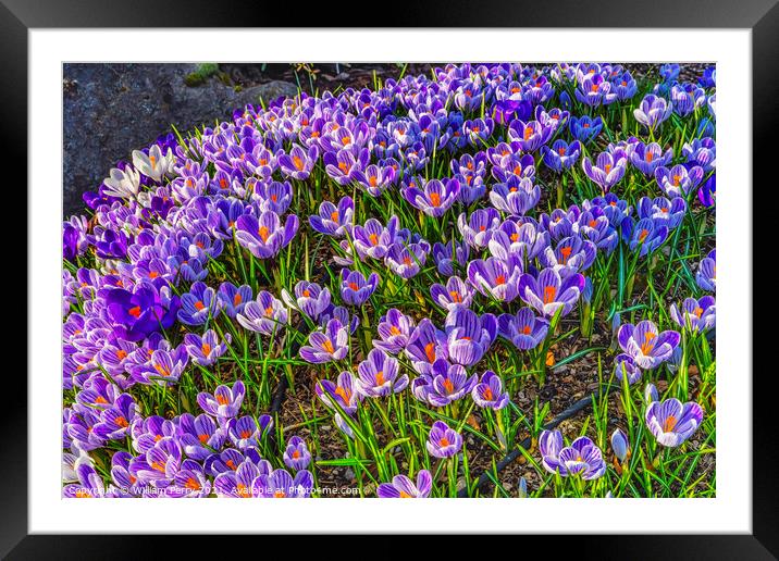 Blue Purple White Crocuses Blossoms Blooming Macro Washington Framed Mounted Print by William Perry