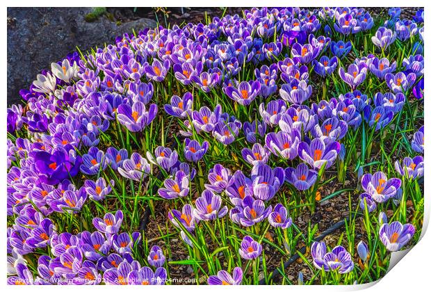 Blue Purple White Crocuses Blossoms Blooming Macro Washington Print by William Perry