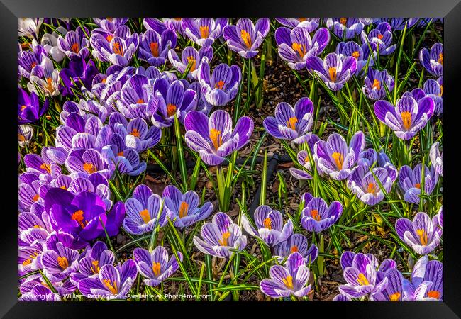 Blue Purple White Crocuses Blossoms Blooming Macro Washington Framed Print by William Perry