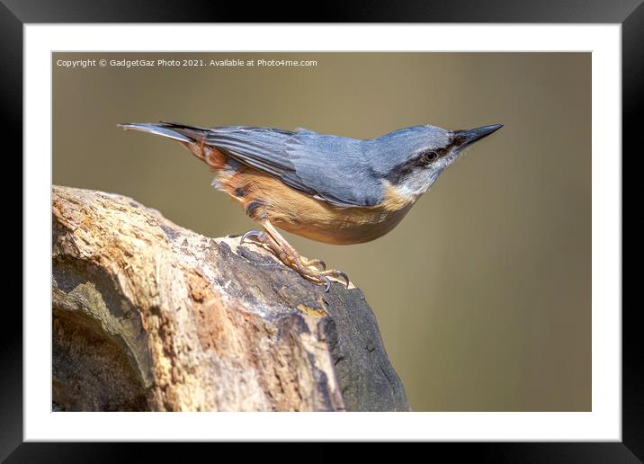 Nuthatch portrait  Framed Mounted Print by GadgetGaz Photo