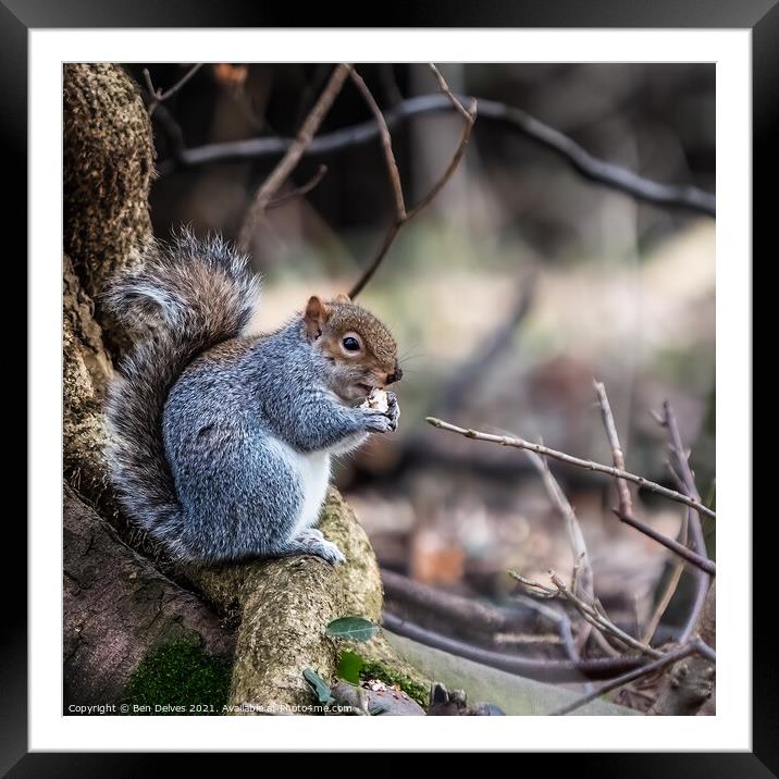 Squirrel and his nut Framed Mounted Print by Ben Delves