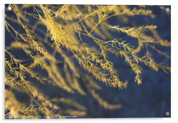 Golden Asparagus Fern Fronds Acrylic by Imladris 