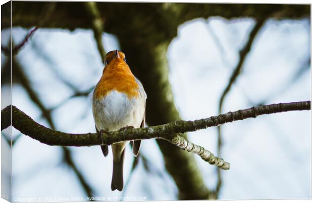 Robin on a branch Canvas Print by Ben Delves
