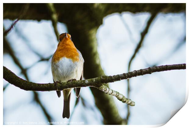 Robin on a branch Print by Ben Delves