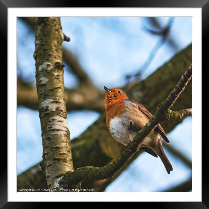 Chirping Robin Framed Mounted Print by Ben Delves