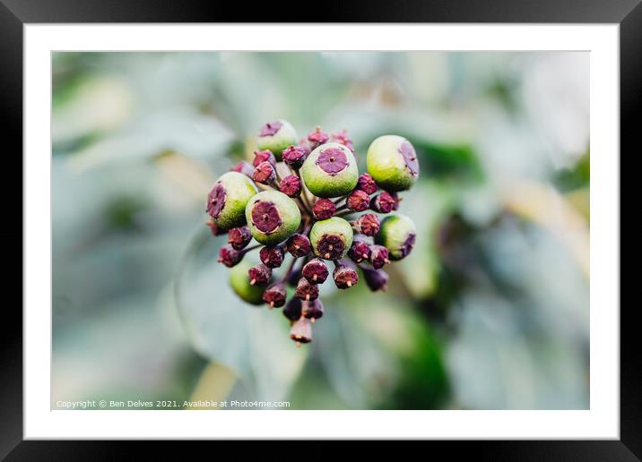 Seed pods up close Framed Mounted Print by Ben Delves