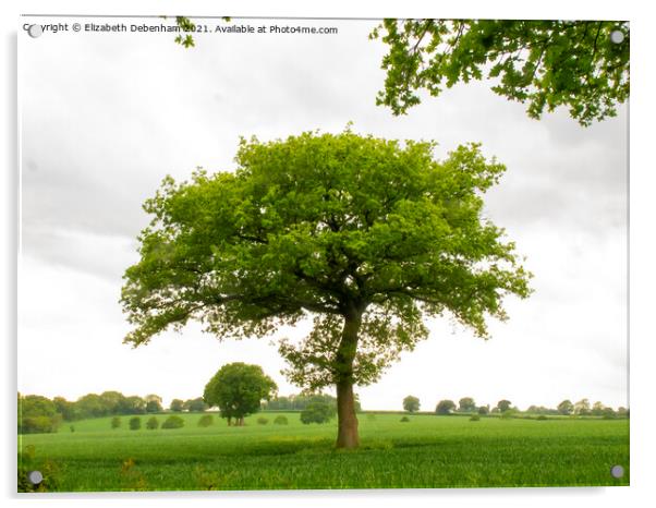 Beautiful Lone Oak Tree Acrylic by Elizabeth Debenham