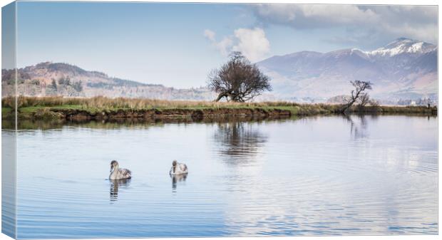 Swans on the River Derwent Canvas Print by Jason Wells