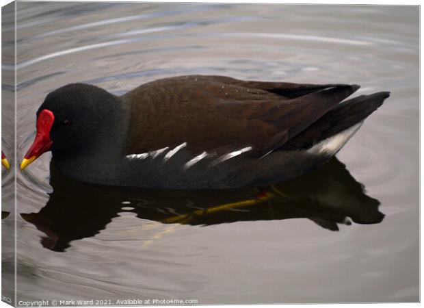 Moorhen on the Water Canvas Print by Mark Ward