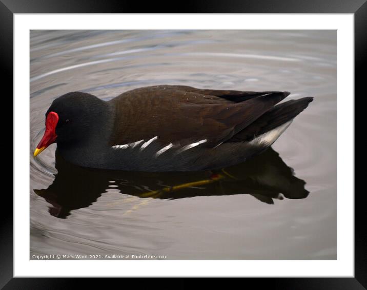 Moorhen on the Water Framed Mounted Print by Mark Ward
