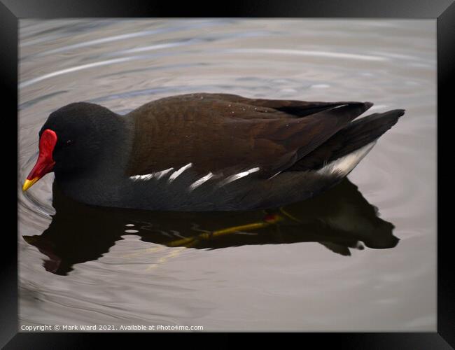 Moorhen on the Water Framed Print by Mark Ward