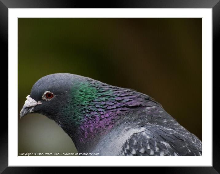 An Intimate Look at A Pigeon Head. Framed Mounted Print by Mark Ward