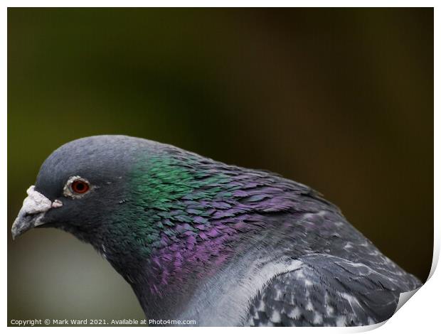 An Intimate Look at A Pigeon Head. Print by Mark Ward