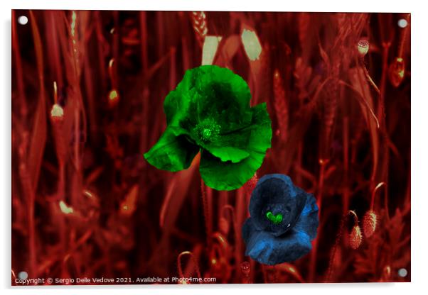 colored poppies Acrylic by Sergio Delle Vedove
