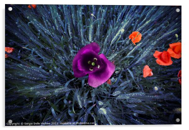 Colored poppies Acrylic by Sergio Delle Vedove