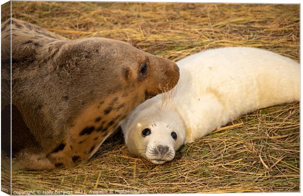 Adult seal and pup donna nook  Canvas Print by Holly Burgess