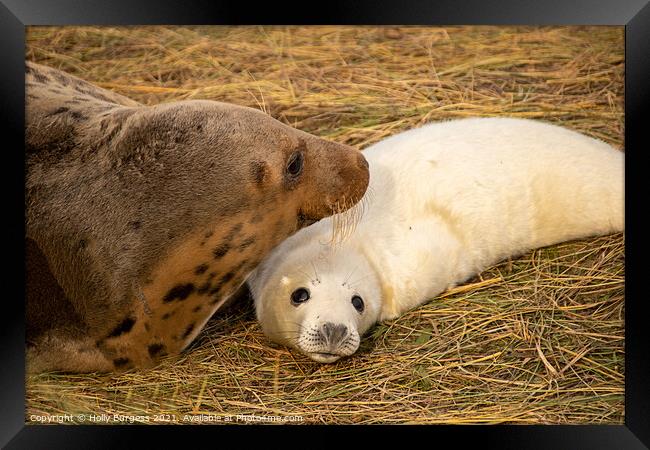 Adult seal and pup donna nook  Framed Print by Holly Burgess