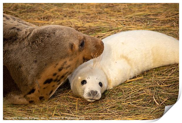 Adult seal and pup donna nook  Print by Holly Burgess