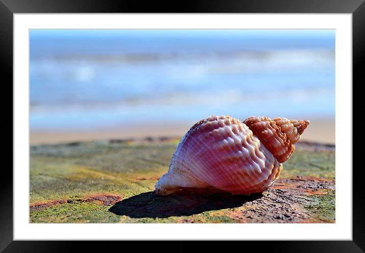 Seaside Sea shell Framed Mounted Print by Bel Menpes