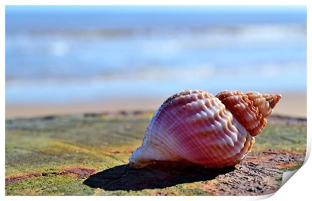 Seaside Sea shell Print by Bel Menpes
