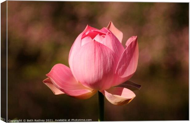 Pink Lotus Close-up Canvas Print by Beth Rodney