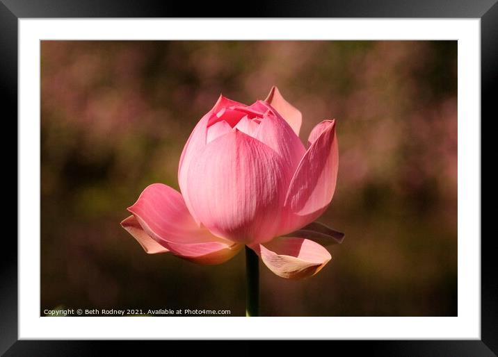 Pink Lotus Close-up Framed Mounted Print by Beth Rodney