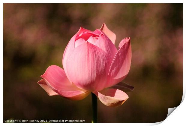 Pink Lotus Close-up Print by Beth Rodney