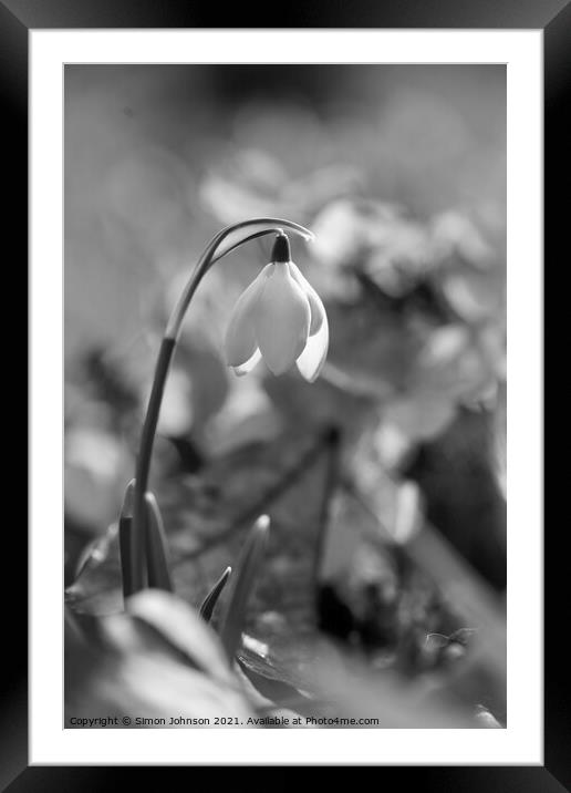 Snowdrop flower Framed Mounted Print by Simon Johnson