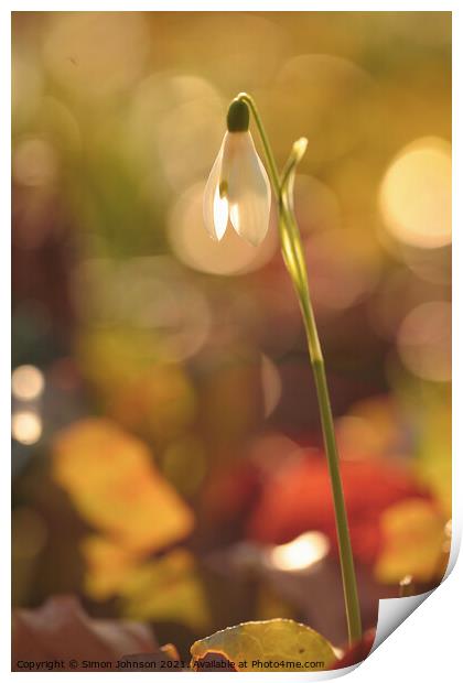 sunlit snowdrop Print by Simon Johnson