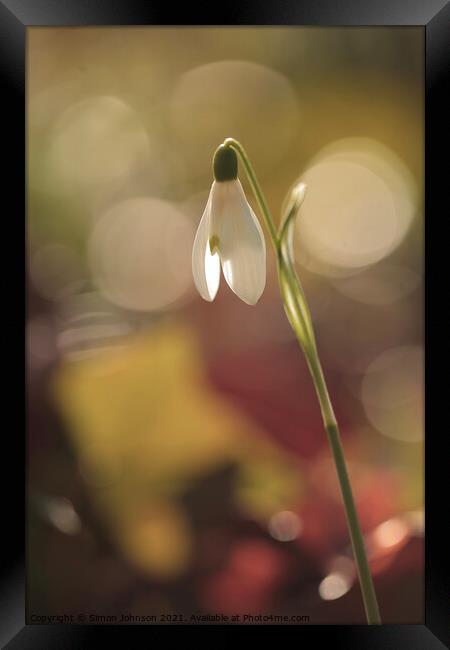 Back lit snowdrop Framed Print by Simon Johnson