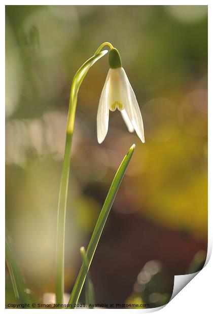 Snowdrop flower Print by Simon Johnson