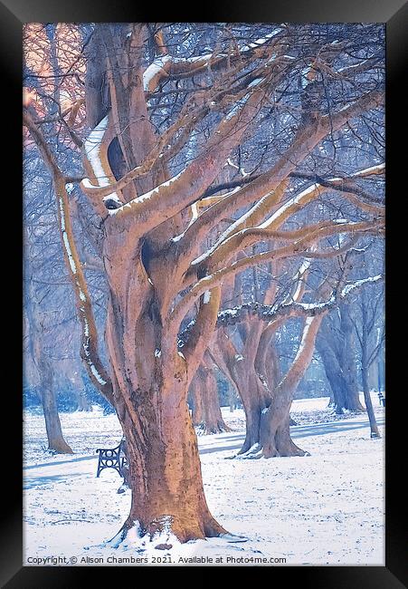Winter Trees at Locke Park Framed Print by Alison Chambers
