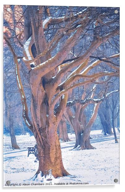 Winter Trees at Locke Park Acrylic by Alison Chambers