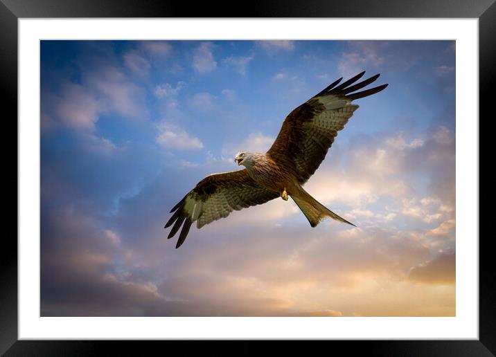 Red Kite Bird of Prey Framed Mounted Print by J Biggadike
