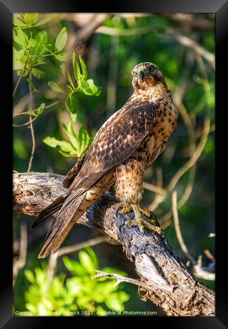Galapagos Hawk, Buteo galapagoensis Framed Print by Steve de Roeck
