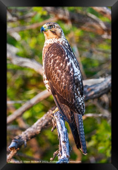 Galapagos Hawk; Buteo Galapagoensis Framed Print by Steve de Roeck
