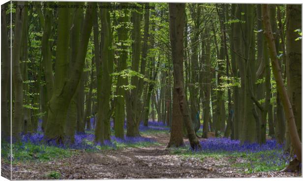 Bluebells in Spring Canvas Print by Jo Sowden