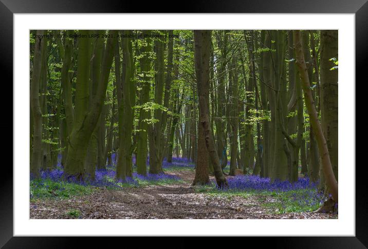 Bluebells in Spring Framed Mounted Print by Jo Sowden