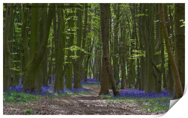 Bluebells in Spring Print by Jo Sowden